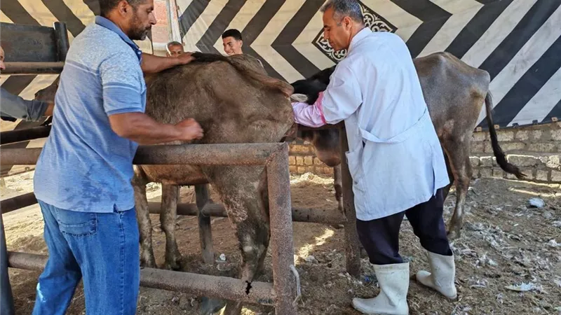 الزراعة تنفذ تلقيح اصطناعي لأكثر من 39 ألف رأس ماشية خلال يونيو