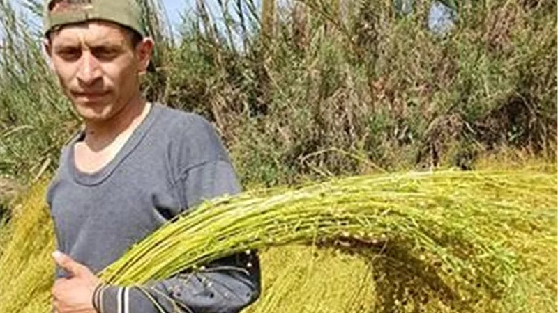 الذهب الأخضر يستعيد مكانته.. الزراعة تستهدف الوصول بزراعة الكتان إلى 100 ألف فدان بحلول 2030