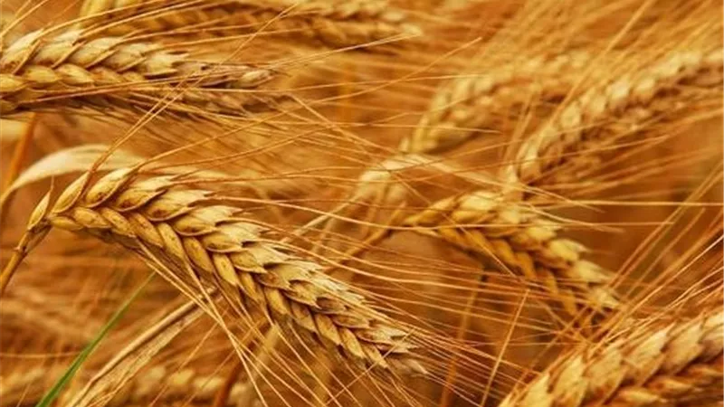البورصة السلعية تستعد لطرح قمح الديورم..خطوة جديدة لضبط سوق المعكرونة ودعم المزارعين