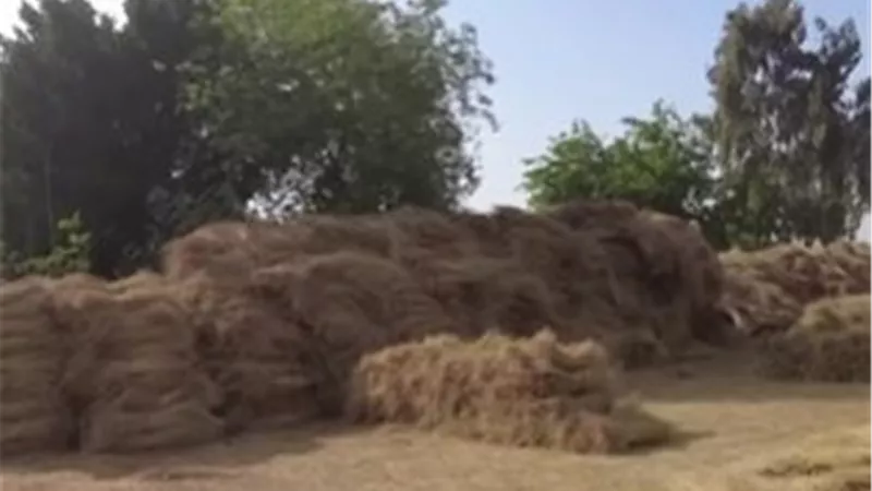 الكتان المصري راجع بقوة.. خطة جديدة للتوسع وفتح أسواق عالمية
