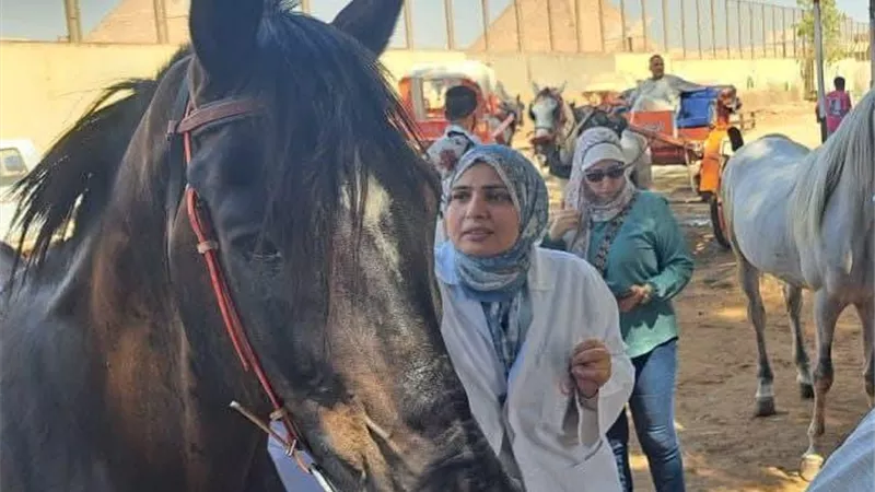 استعدادا لمونديال الفروسية.. الزراعة تبدأ ترقيم خيول الأهرامات بالشرائح الإلكترونية
