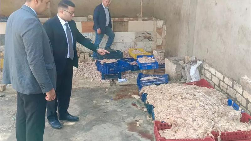 دواجن فاسدة في طريقها لمصانع الشاورما والبانيه.. ضبط مصنع غير مرخص بالجيزة