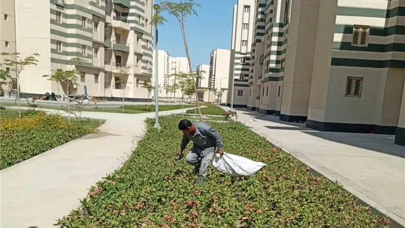 الإسكان: زراعة 110,814 شجرة متنوعة بالعاشر من رمضان حتى 30 يونيو 2026