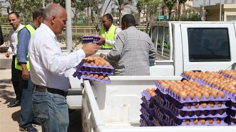 الزراعة تطرح بيض المائدة بتخفيضات 25% في القاهرة والجيزة والعاصمة الجديدة