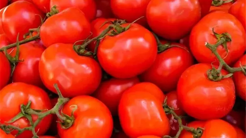 الطماطم بكام النهارده؟ الكيلو وصل لـ30 جنيه في الأسواق